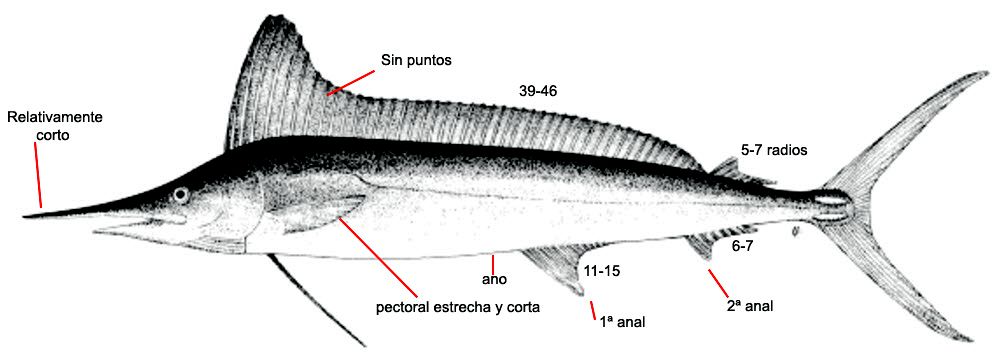 Tetrapturus belone_01.jpg